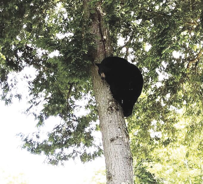 Close encounter with the bear kind in Bartlett